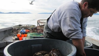 Lummi fisherman catching crab