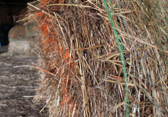 Cellulosic ethanol is made by breaking down the cellulose, or building blocks, in the stems and leave of plants like this switchgrass. Some other materials used to make cellulosic ethanol are wood, corn stalks, wheat straw, and algae. 