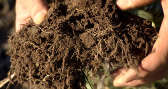 The roots of cover crops keep microbes in the soil busy when cash crops like corn and soybeans aren’t growing. 