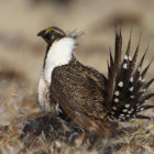 A male Sage Grouse (also known as the Greater Sage Grouse) in the USA