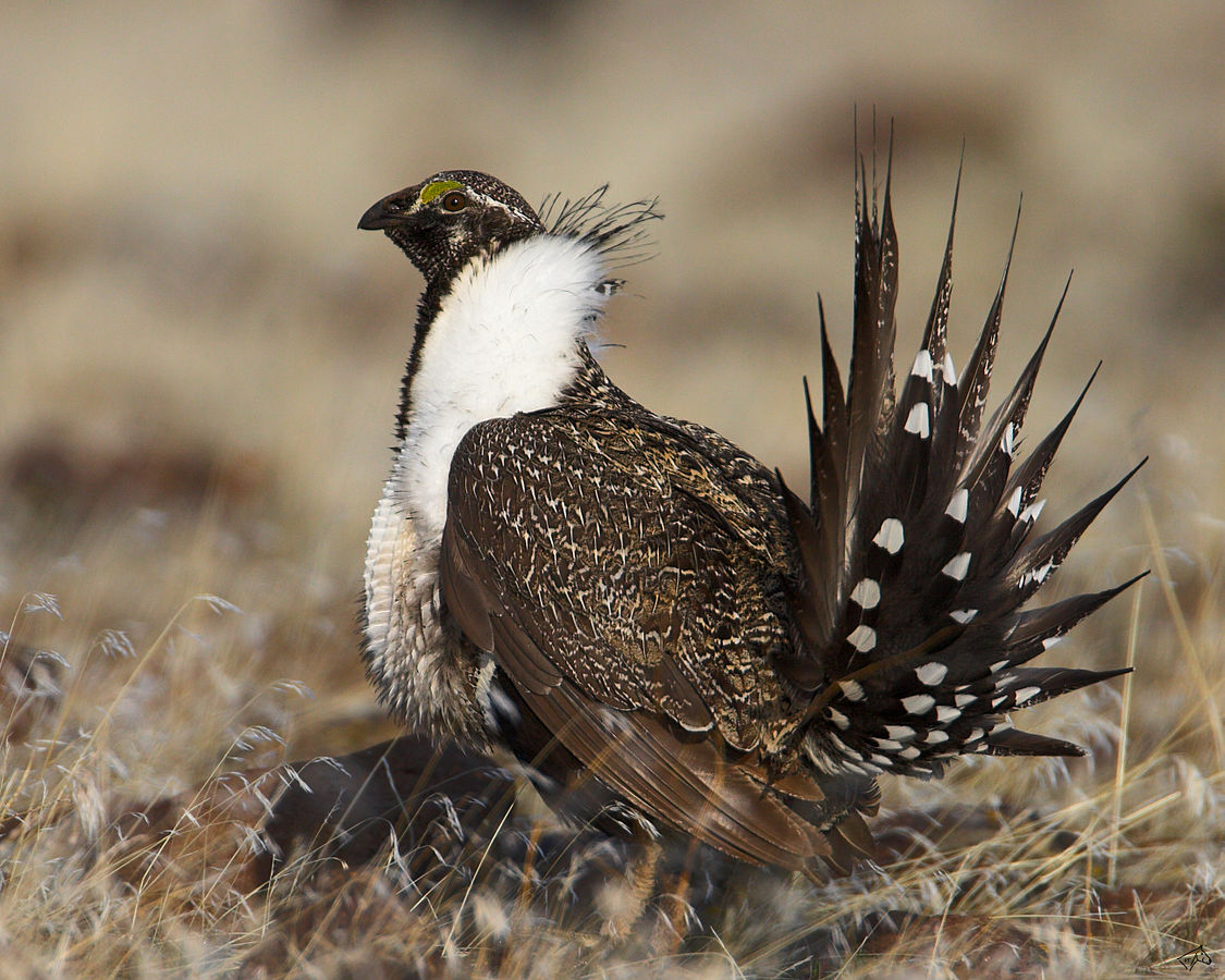 A male Sage Grouse (also known as the Greater Sage Grouse) in the USA